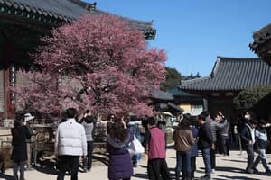 South Korea Experiences Premature Spring Warmth Before Sudden Temperature Drop