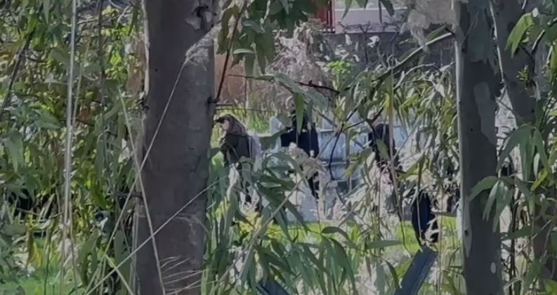 Albanian PM Edi Rama Arrives in Vlora by Helicopter Amid High Security