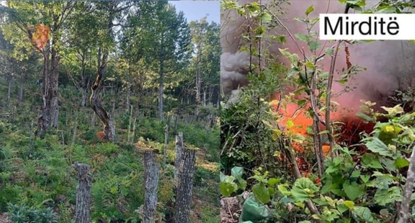 Man Wanted for Drug Cultivation Arrested in Mirditë After Two Years