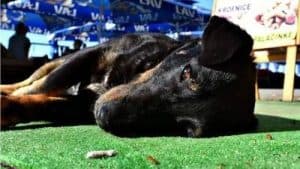 Euthanasia of Pets: 'Like Losing Someone Close'