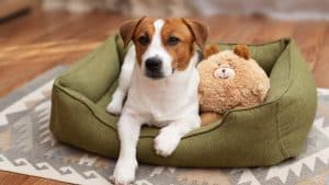 Dog bed as a breeding ground for bacteria: Here's how often you should wash it