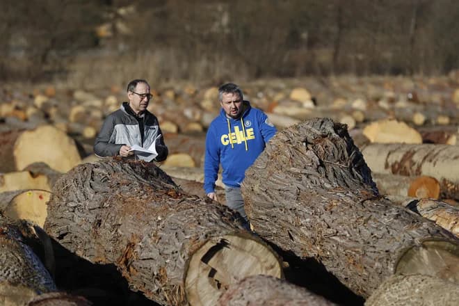 Most Expensive Log Sells for Nearly 30,000 Euros at Auction