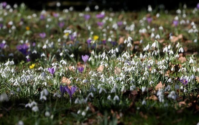 11th Snowdrop Festival in Slovenia