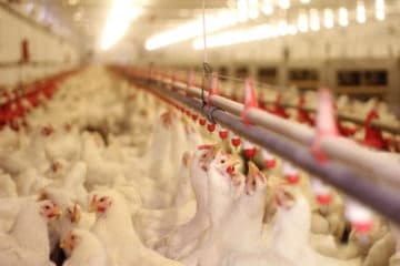 Bird Flu Outbreak Confirmed at Dutch Farm, 23,000 Chickens to be Culled