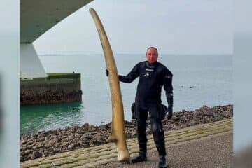 Museum’s whale jawbone, dumped at sea, is back on show again