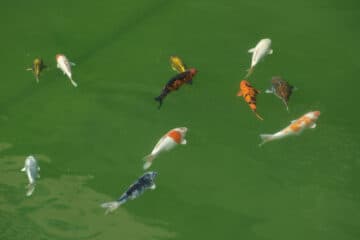 Dutch Podcast Discusses Local Elections and Utrecht Fish Edition