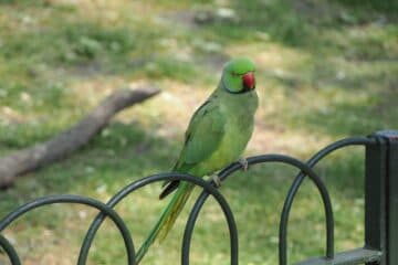 Ring-necked Parakeets Delay Binnenhof Renovation in The Hague