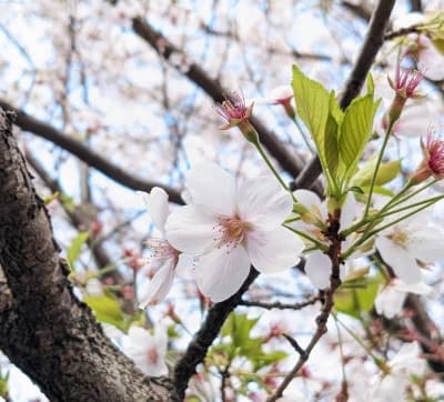 Cherry Blossom Season Expected to Start Early in Japan