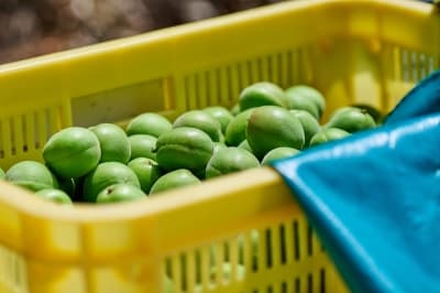  Japanese plum liqueur soaks up a new identity 