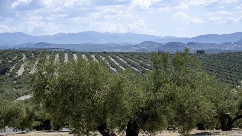 Land Ownership in Spain Shifts from Farmers to Investment Funds, Greenpeace Reports
