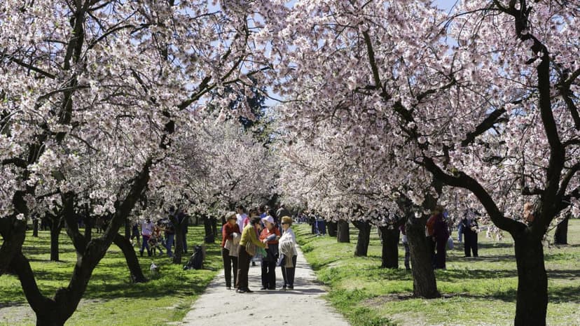 Almond Trees Bloom in Madrid's Quinta de los Molinos Park, Announcing Spring