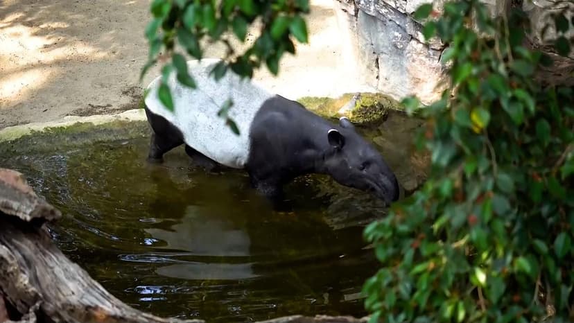 Death of Rawa, Mother of Spain's Only Malayan Tapir Calf