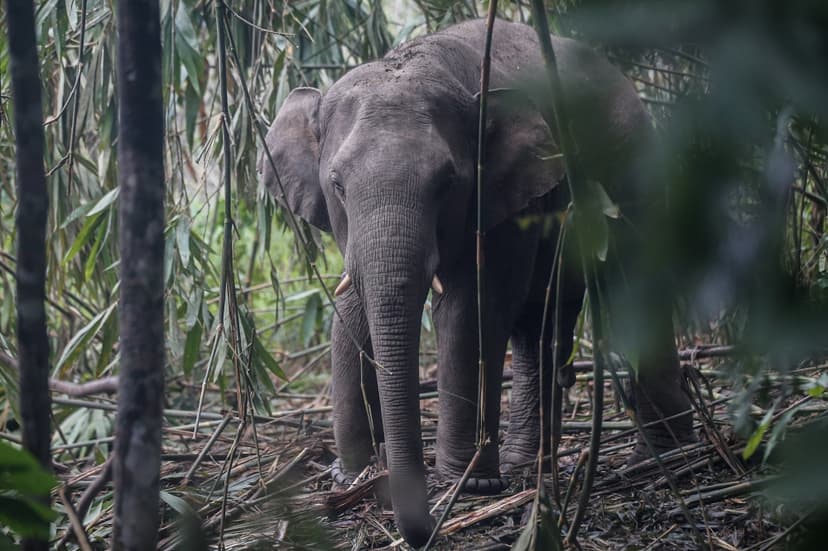 Three beloved Taiping Zoo elephants begin Osaka chapter, Perak pledges close care and monitoring