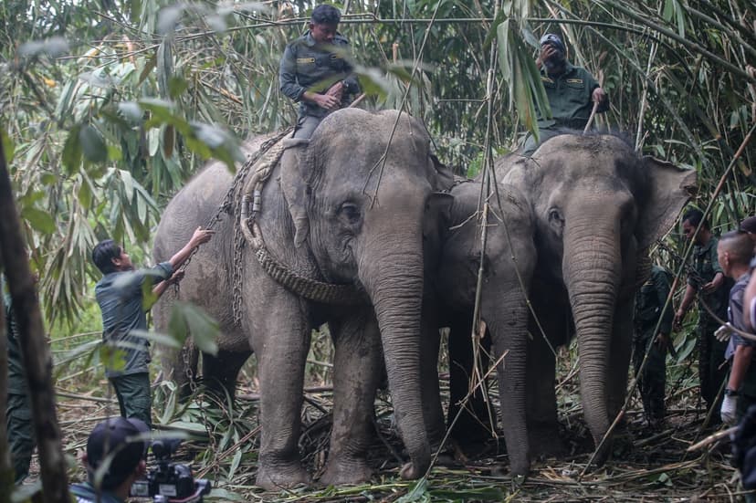 Johor State Ramps Up Efforts Against Human-Elephant Conflict