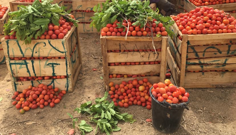 Ghana still not self-sufficient in tomato production despite greenhouse technology – PFAG