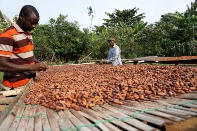 Ghanaian Minority Raises Concerns Over Delayed Cocoa Farmer Payments