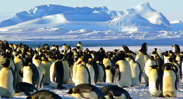 Emperor Penguins at Risk Due to Climate Change Affecting Molting