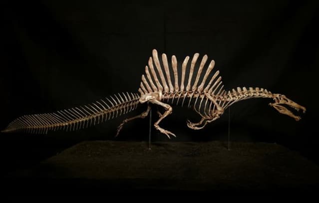 95-Million-Year-Old 'Dragon' Fossil Discovered in Sahara Desert