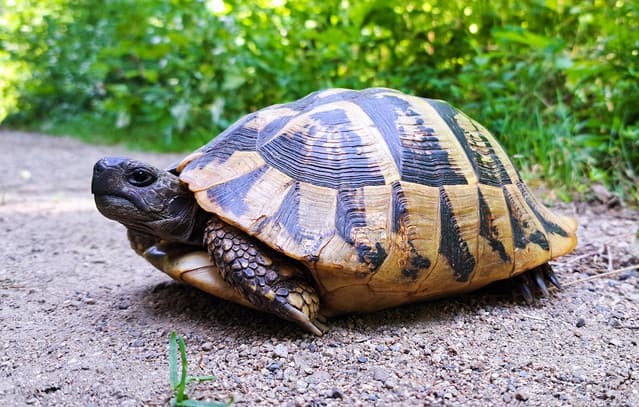 Male Turtle Aggression Causes Female Turtles to Fall Off Cliffs in North Macedonia
