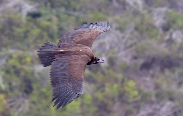 Suspected Poisoning of Two Black Vultures and a Wolf in Dadia-Lefkimi-Soufli National Park, Greece