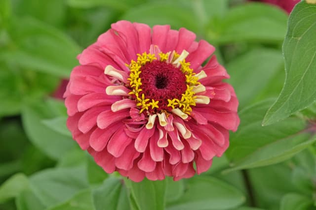 5 plants worth planting in March to fill your balcony with flowers soon