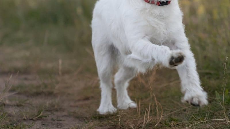 'Dramatic rise' in dog attacks, warden says