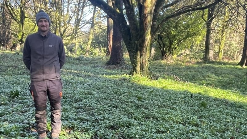 Heavy Rainfall Causes Tree Falls in Irish Gardens