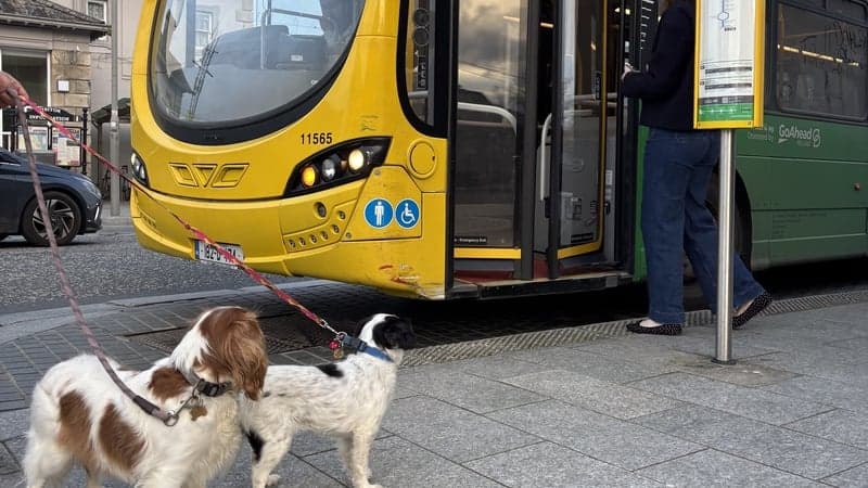 NTA Proposes Uniform Approach for Pets on Irish Public Transport
