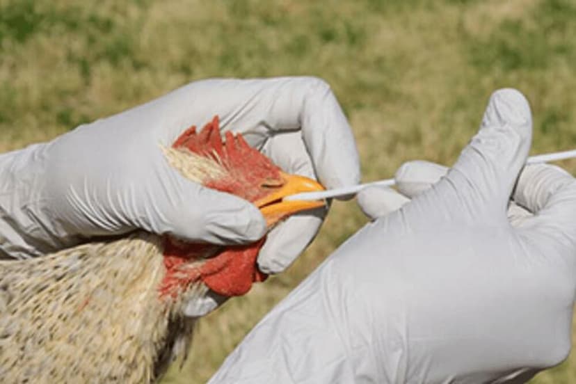 First case of bird flu confirmed in domestic poultry