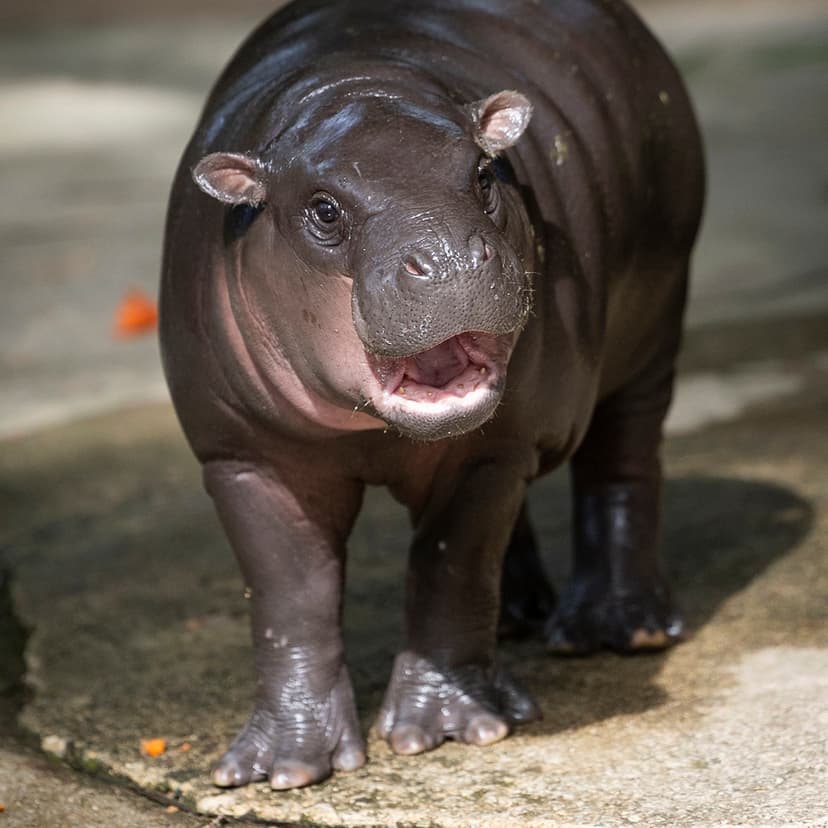 Pygmy Hippo's Habitat Concerns Addressed by Thai Zoo