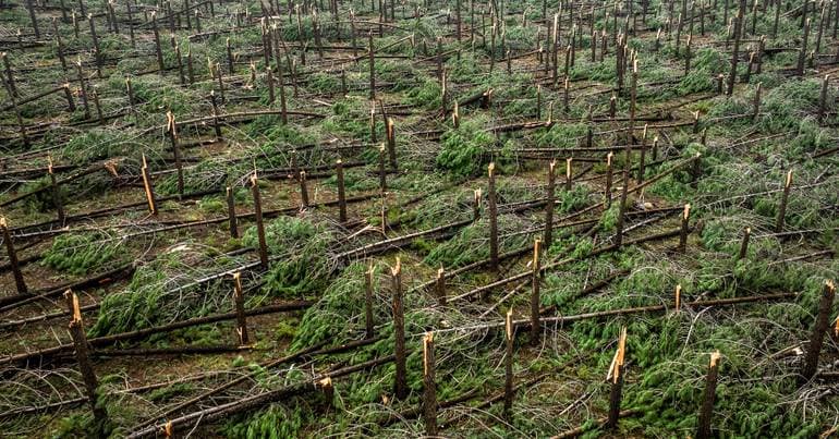 Leiria Faces Uncollected Waste Crisis