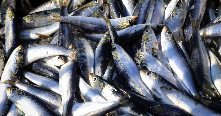 MSC Aims for 40% Certified Sustainable Fish in Portugal by 2030