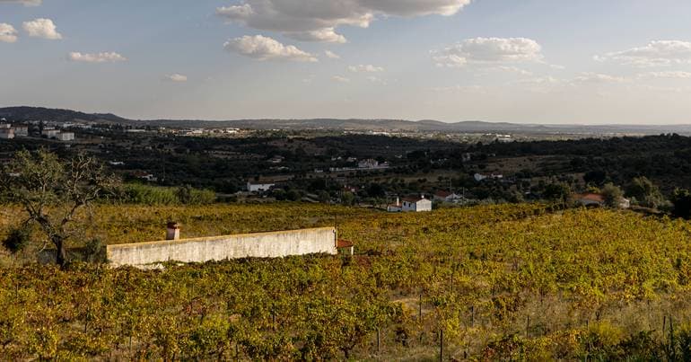 Portuguese Government Caps New Vineyard Plantings at 616 Hectares