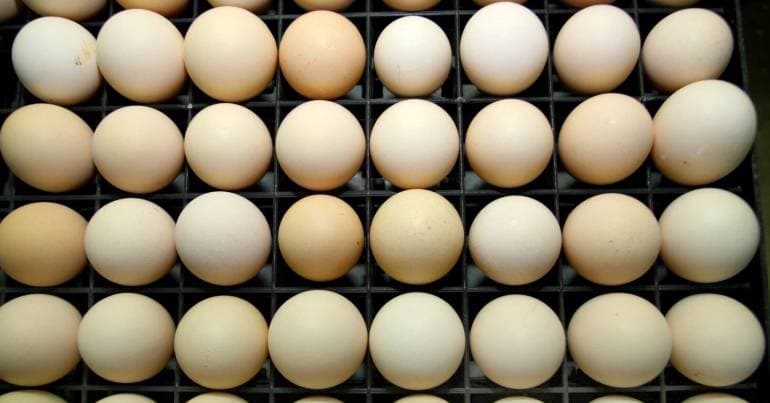Egg Prices Increase by 50 Cents Since Early 2025 in Portugal