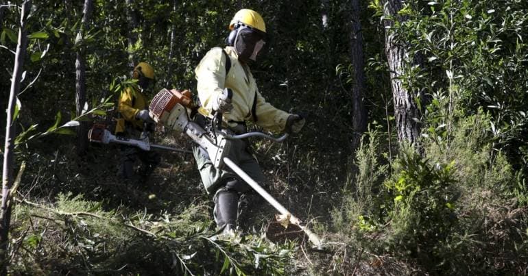 Portugal Considers Using Inmates for Forest Fire Prevention