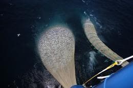 56% of Icelandic herring quota allocated to three fishing companies