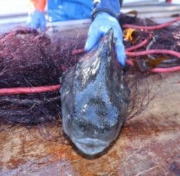 Icelandic MPs' Participation in Self-Related Matters Debated