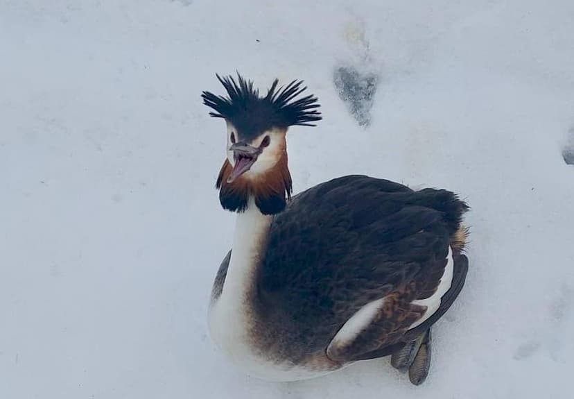 Bucharest Police Rescue Great Crested Grebe from Snow