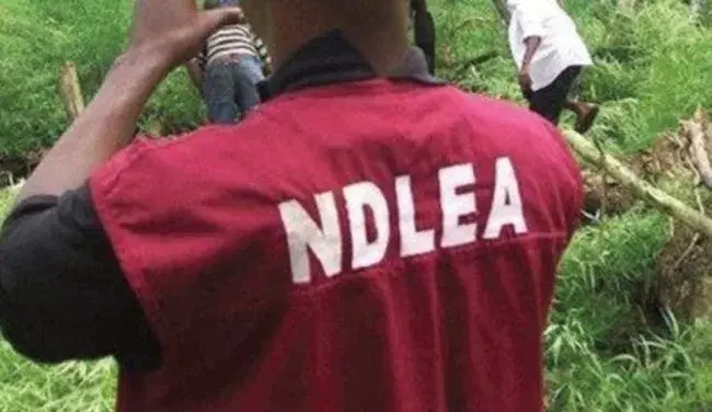 NDLEA intercepts Togolese woman with 5,000 Tramadol pills