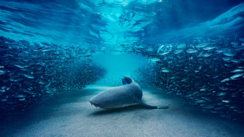 BBC Studios Explores 'Inorganic' Streaming Growth and New Content Deals