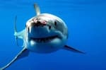 Man Killed in Shark Attack in New Caledonia