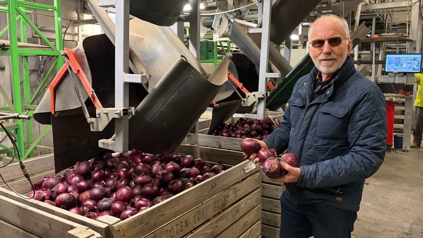 New EU Regulations Create Uncertainty for Norwegian Onion Farmers