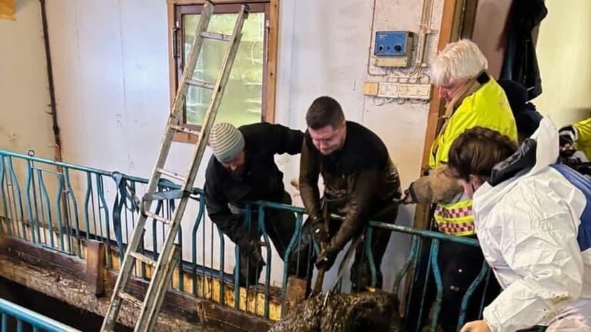 Firefighters Rescue 20 Sheep from Manure Cellar in Lærdal
