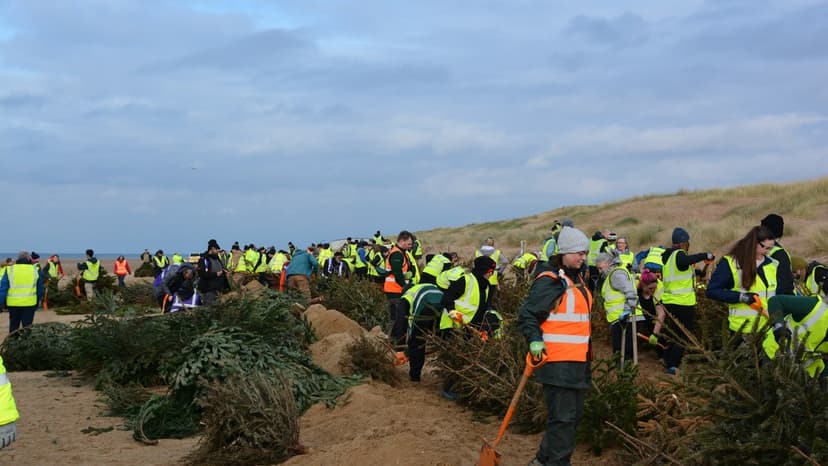 Christmas Trees Used to Protect England's Coastline from Erosion