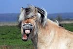 New Research Reveals How Horses Whinny