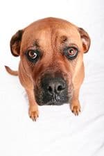 LinkedIn Sees Diverse Career Paths, Even for Dogs