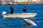 PHOTO Mimmo's story: How a solitary dolphin came to teach adaptation lessons to people in Venice