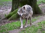 WWF Criticizes High Wolf Cull Rate in Austria