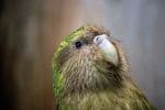 Endangered Kakapo Parrots Experience Baby Boom Due to Abundant Fruit