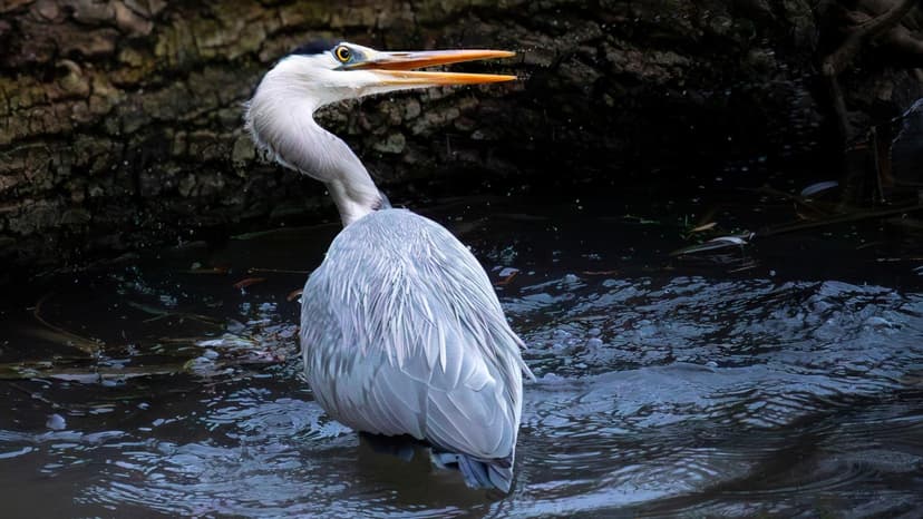 600 Hectares of Marshes Near Nantes to Become Biodiversity Sanctuary